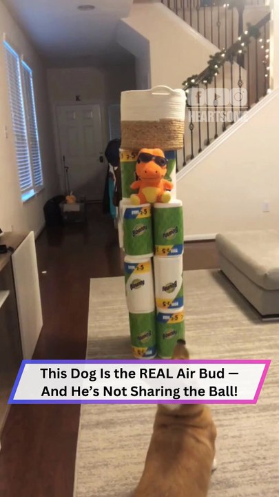 This Dog Has Hops Like Air Bud—You Won’t Believe This Jump!