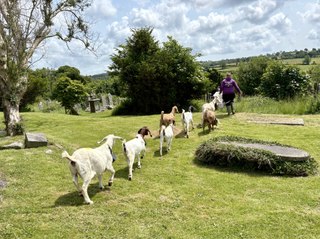 We kid you not - ‘Bio Goats’ help a Town Council in Pembrokeshire to clear churchyard overgrowth