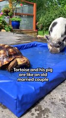 Pig Befriends Shy Tortoise 🐷🐢 | Pool Days & Strawberry Snacks 🍓