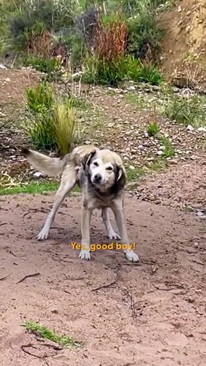 Stray Dog Chases Taxi 🚕💨 — Woman Takes Him On A Life-Changing Road Trip 🐶❤️