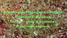 Антибиотик -Чернушка полевая. Приправа-Душица. Залечит рану и успокоит-Язвенник горный.