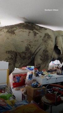 Wild Elephant Stomps into Grocery Store to Cause Chaos and Grabs Snacks, Leaves with Unpaid $25 Bill