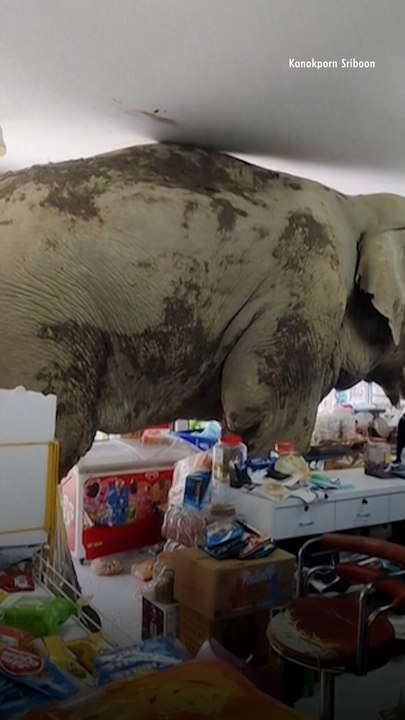 Wild Elephant Stomps into Grocery Store to Cause Chaos and Grabs Snacks, Leaves with Unpaid $25 Bill