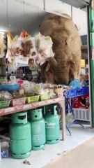 Elefante en Tailandia