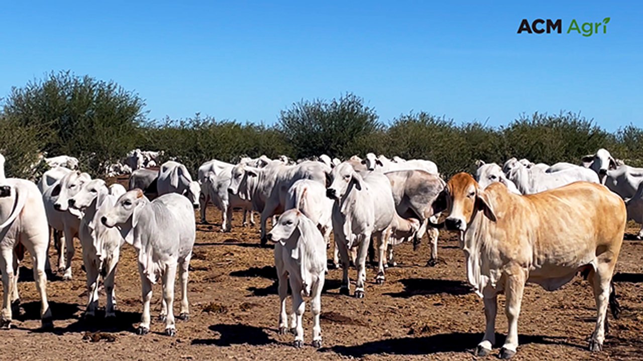 Indonesian beef demand, US tariffs in focus at NT Brahman Conference