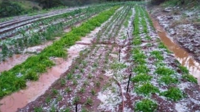 Temporal com granizo provoca estragos em Novo Itacolomi; veja vídeos