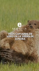 Captan pequeña familia de osos en la Sierra de Sonora