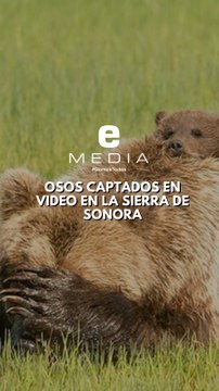 Captan pequeña familia de osos en la Sierra de Sonora