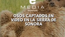 Captan pequeña familia de osos en la Sierra de Sonora
