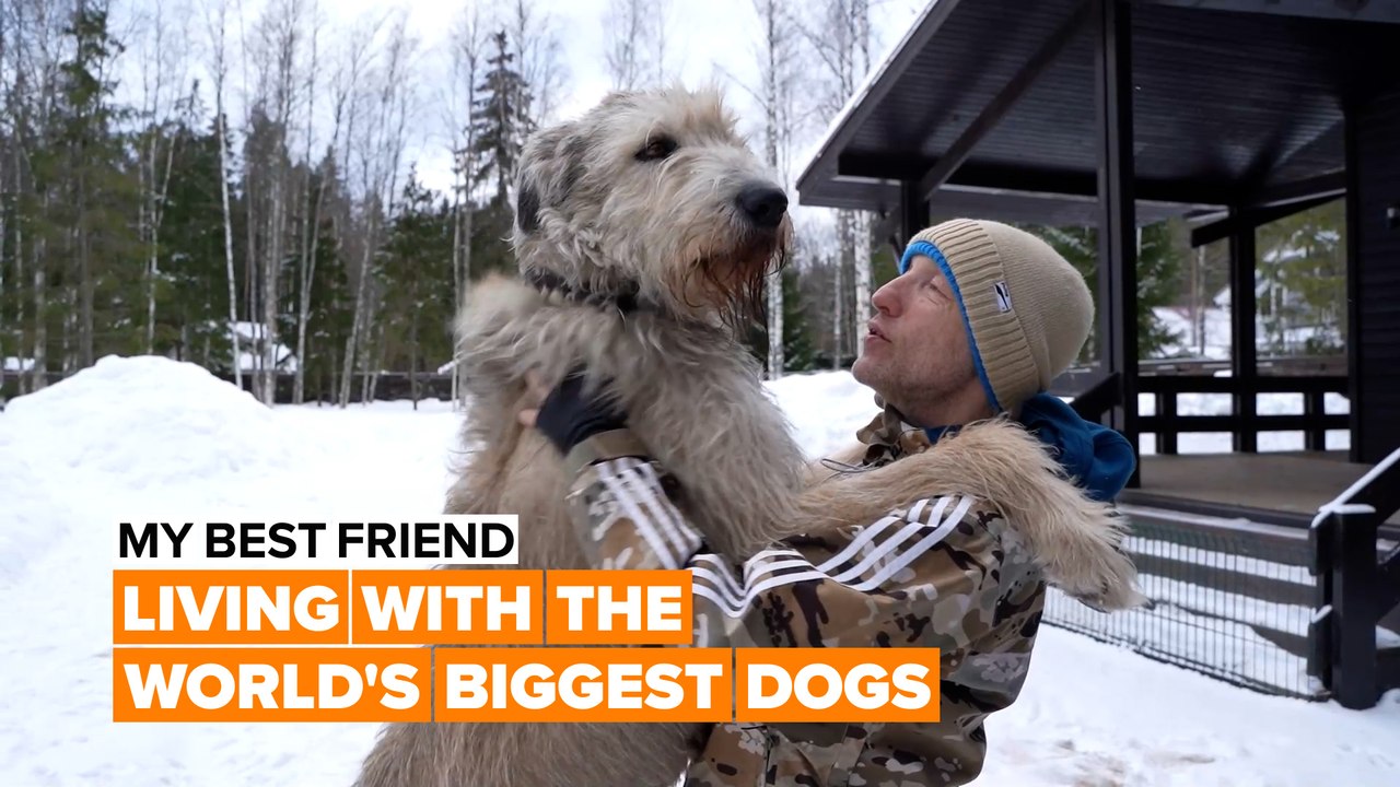 Living with world's biggest dogs
