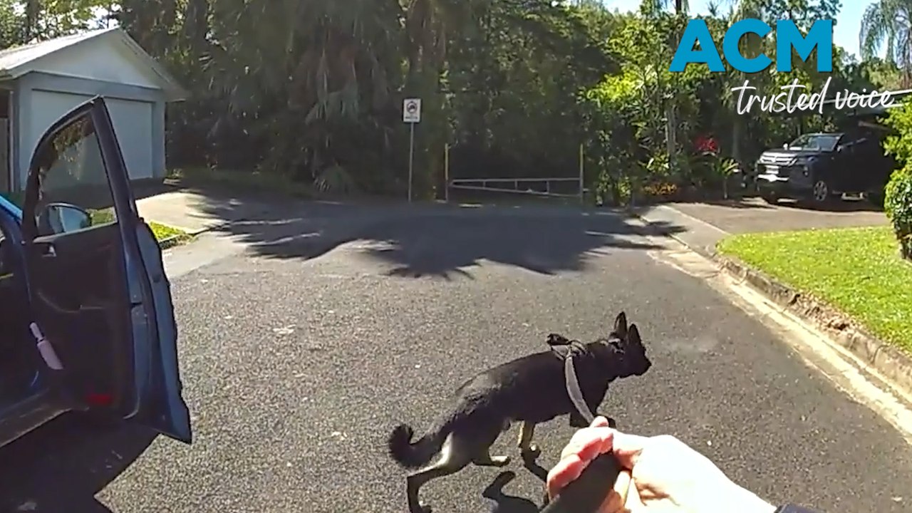 Police dog shows off its tracking skills in Far North QLD