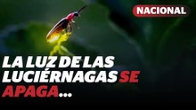 ¿Estamos viendo las ÚLTIMAS luciérnagas? | Reporte Indigo