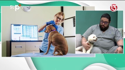 ENTREVISTA 04 JUNIO ALERGIAS EN LA PIEL EN MASCOTAS_VETERINARIO