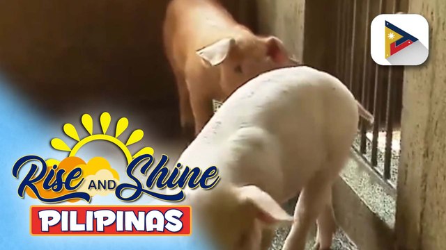 Hog sector, handa na sa posibleng banta ng ASF tuwing panahon ng tag-ulan