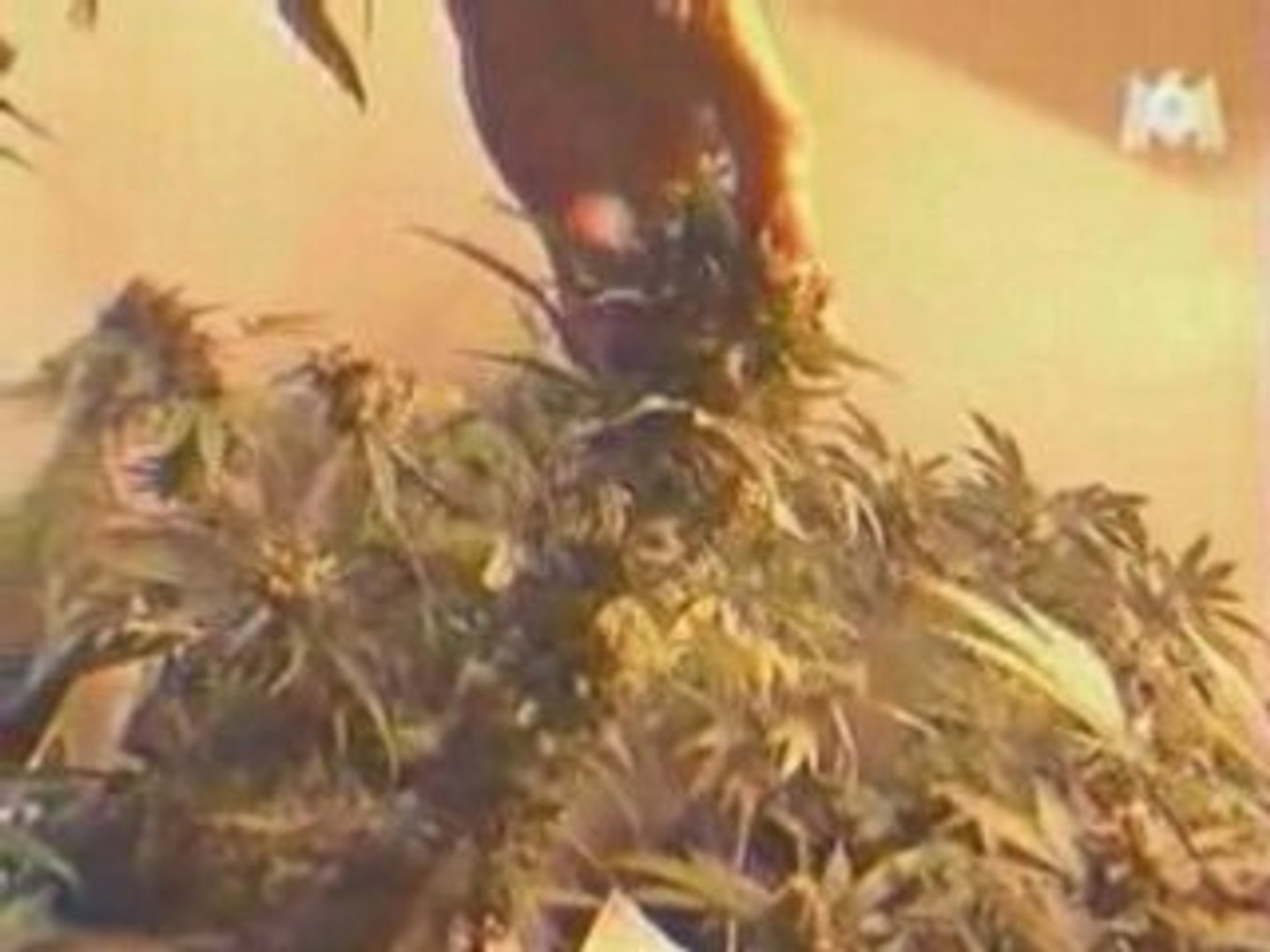 Reportage 1.3 Cannabis
