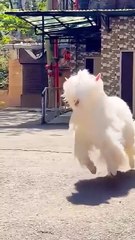 mashallah #bakramandi Eid UL AZHA 2025#qurbanivlogs#viralvlogs#foryourpage#anfreezmyaccount