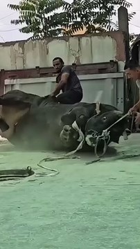 БЫК 🙄 ОГРОМНЫЙ ГИГАНТ #узбекистан #shorts #shorts #казахстан