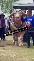 mashallah #cow Eid UL AZHA 2025#qurbainvlogs#viralvlogs#foryourpage#anfreezmyaccount