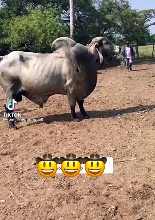 Dos carnales