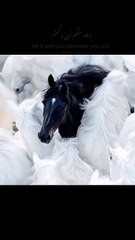 "Nature's Quiet Lessons: A Walk to Remember"111