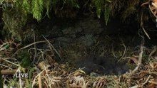 Springwatch 2025 episode 7