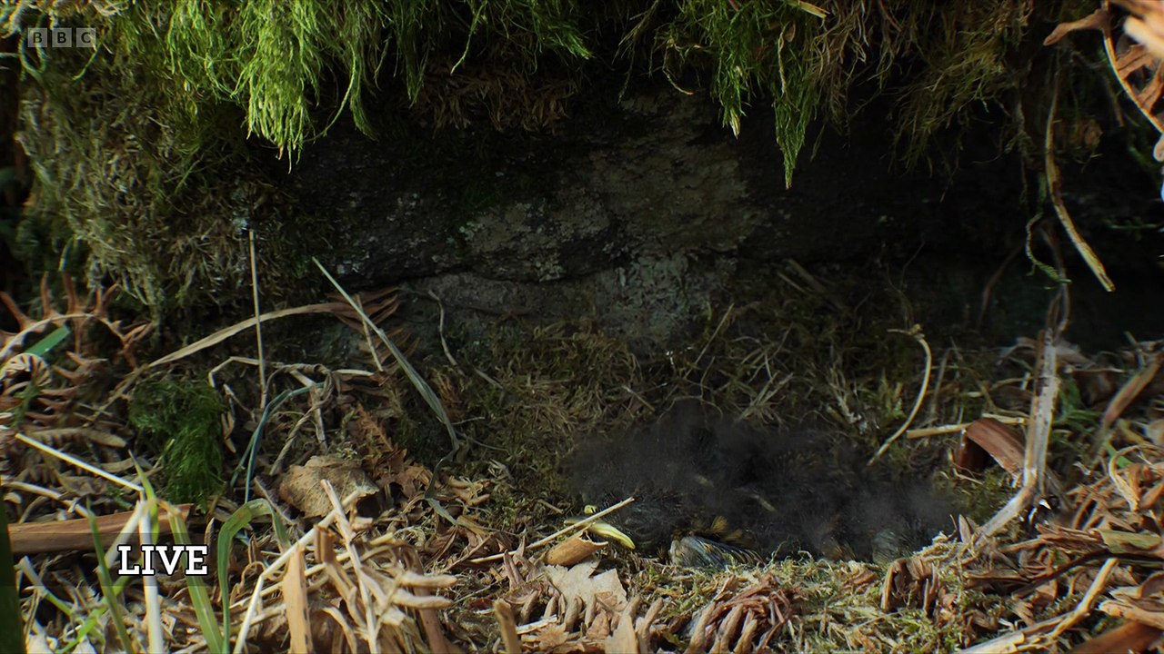Springwatch 2025 episode 7