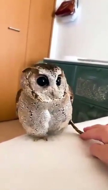 This lil guy must be protected at all cost