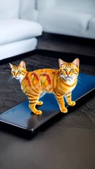 #catlover #funnycats #catshorts #trendingshorts