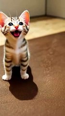 #catlover #cutecat #catshorts #funnycats #trendingshorts