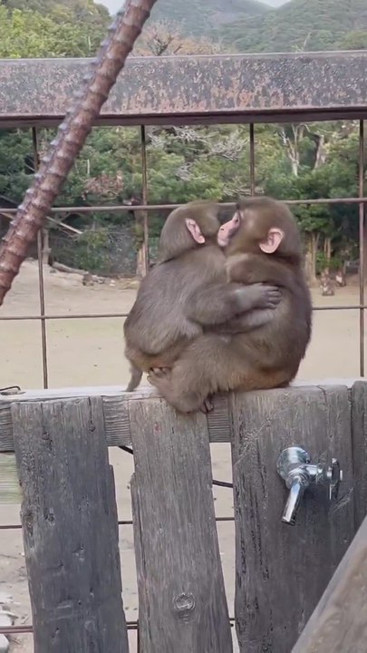 El cariñoso gesto entre dos pequeños monos: "A veces solo necesitas un abrazo"
