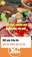 Hết pịa trâu đến pịa bò, bây giờ lại tới pịa tu hú