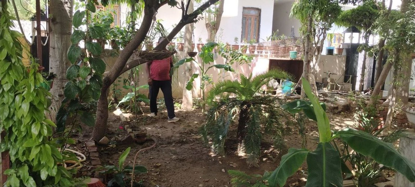 पौधों से प्रेम में आंगन को बनाया बगिया, अब बागव...