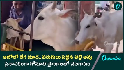 Viral Video  -  A cow chased an auto rickshaw to protect its calf  | Jagtial  |Oneindia Telugu