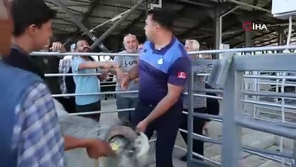 153 kiloluk teke görenleri şaşırttı