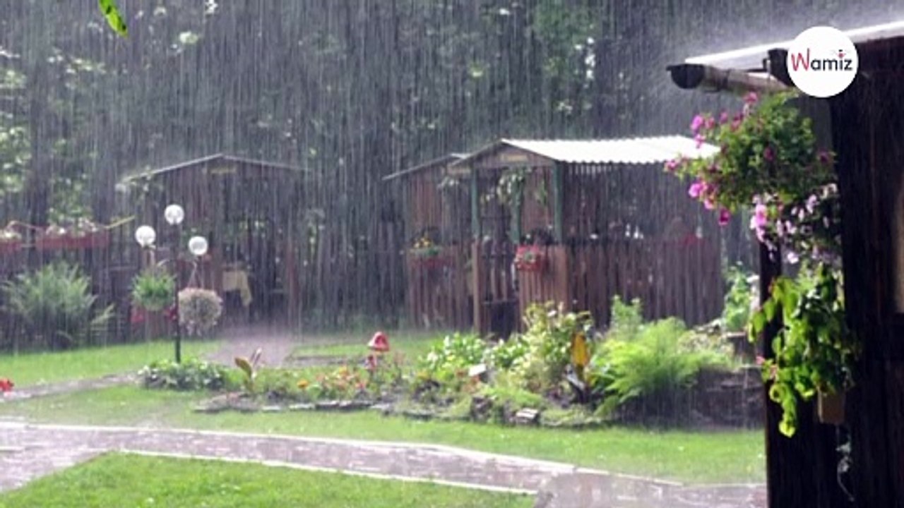 Couple hears desperate meowing during a storm and change a life forever