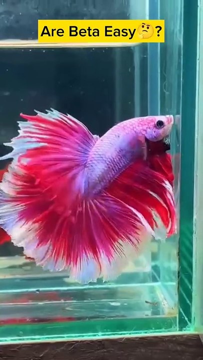 Are beta fish the easiest fish pet ? #animals #aquariumfish #beautifulaquarium