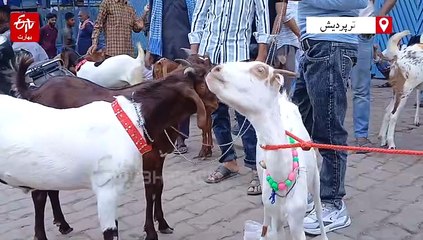 قربانی کرنے والے مسلمانوں کو جیل میں ڈالنا چاہئے، لیڈر کا متنازعہ بیان، علما پرہم