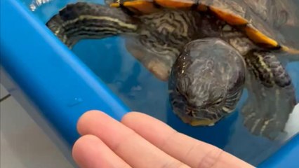 Turtle confuses finger with food despite being taught otherwise