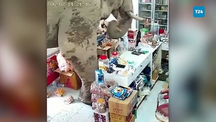 Tayland’da aç kalan fil market bastı, rafları boşalttı