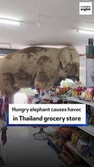 Hungry elephant causes havoc in Thailand grocery store