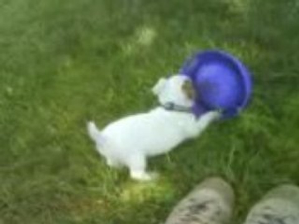 Chien