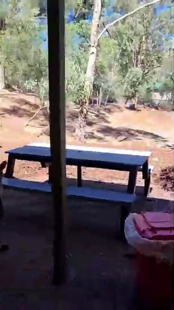 ⁣Kangaroos as new employee in pub only in Australia 🇦🇺