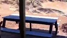 Kangaroos as new employee in pub only in Australia 🇦🇺
