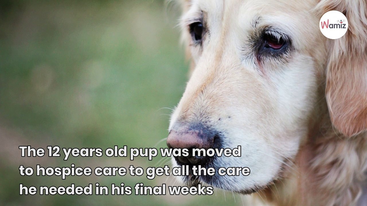 WATCH: Couple create fun bucket list for abandoned terminally ill dog