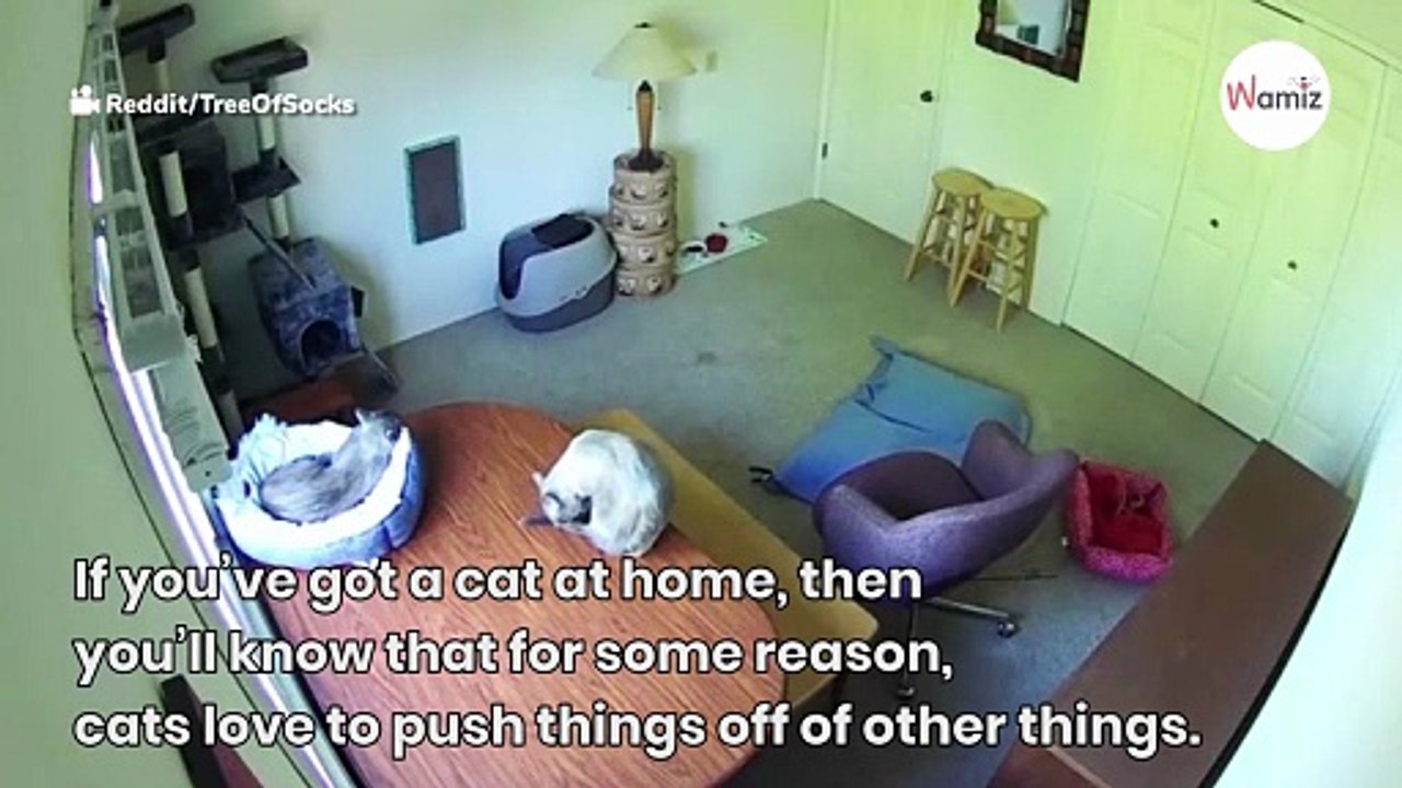 Owner watches CCTV footage and realises her cat is naughtier than she thought