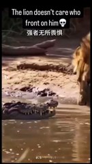 🤣🤣🤣Funny Videos - Funniest Kittens - Cats And