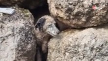 Unos ladridos entre las piedras: el angustioso rescate de un perro atrapado en un muro de Antequera