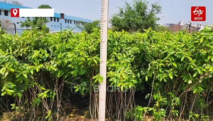 पश्चिमी उत्तर प्रदेश की 3 नदियों के किनारे विकसित होंगे खास वन, जानिए क्या है विभाग की तैयारी