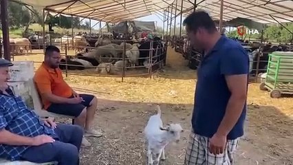 Bayramın en şanslı keçisi kesilmekten kurtuldu