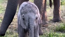 Elephant Family in Nature / Familie de elefanți în natură